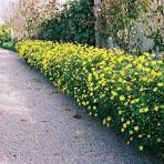 Paquerette amarillo