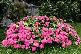 Hortensias Rosada