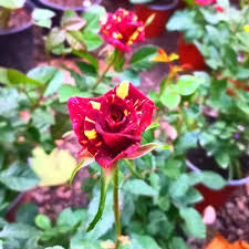 Rosas de Variedad