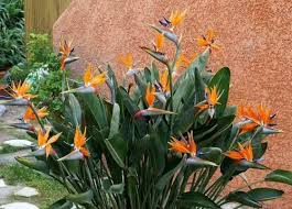 Flor del Pájaro