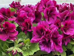 Pelargonia