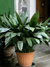Aspidistra