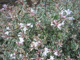 Abelia Variagada