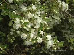 Myrceugenia