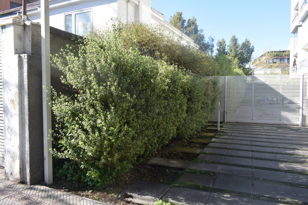 Pittosporum Nigricans