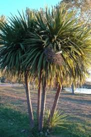 Palmera Dracena Rubra