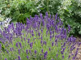 Lavanda