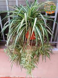 Cinta planta
