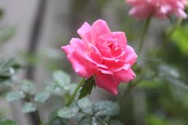 Rosas Común
