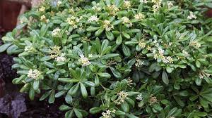 Pitosporum Arbusto