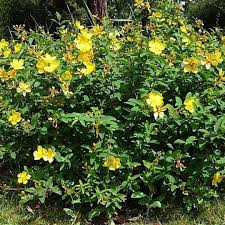 Hipericum