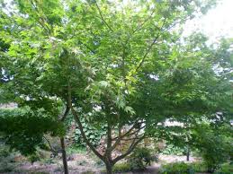 Acer Jaonico