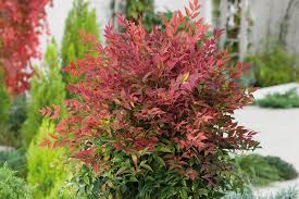 Nandina