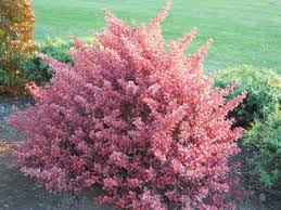 Coprosma Rosado