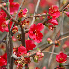 Membrillo en Flor