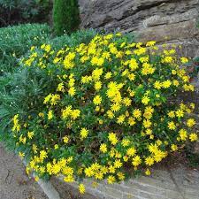 Paquerette Californiano
