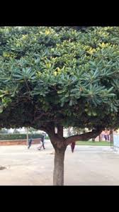 Fitosporo Tobira Arbol