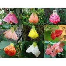 Abutilon