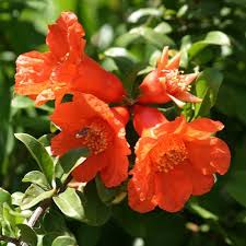 Granado en Flor