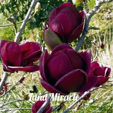 Magnolio Rojo Morado