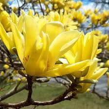 Magnolio Amarillo