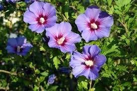 Hibisco Syriacus