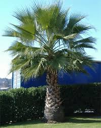 Palmera Washingtonia