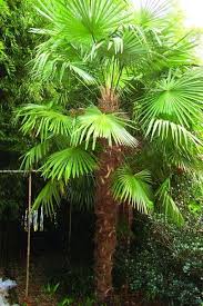 Palmera China (Trachycarpus fortunei)