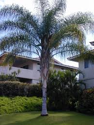 Palmera Plumosa(Syagrus romanzoffiana)