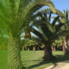 Palmeras phoenix canariensis