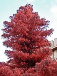 Pino Cryptomeria