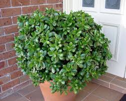 Árbol de jade