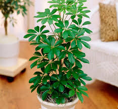 Chiflera(Schefflera arboricola)