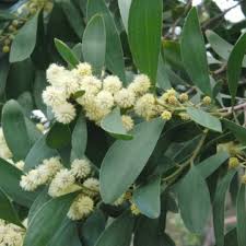 Aromo Australiano (Acacia melanoxylon)