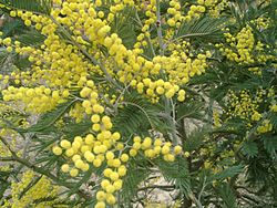 Aromo Chileno (Acacia dealbata)