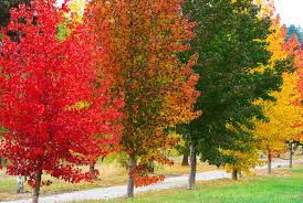 Liquidambar