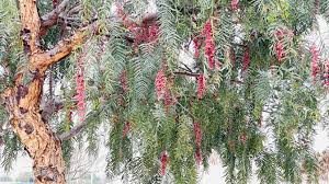 Pimiento Arbol (Schinus molle)(Bandeja)