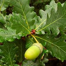 Encino(Quercus)