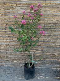 Crespón Grande(El árbol de Júpiter) 2m
