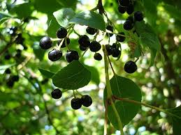 Maqui (bandeja)
