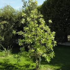 Canelos
