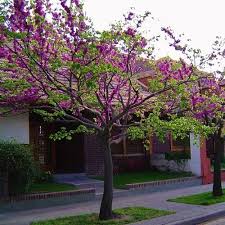 Árbol de Judea