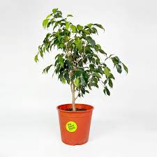 Ficus