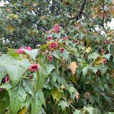 Esterculia