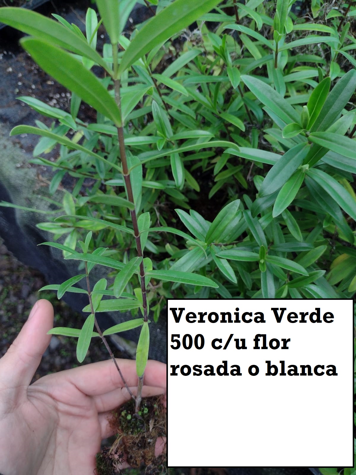 Veronica verde