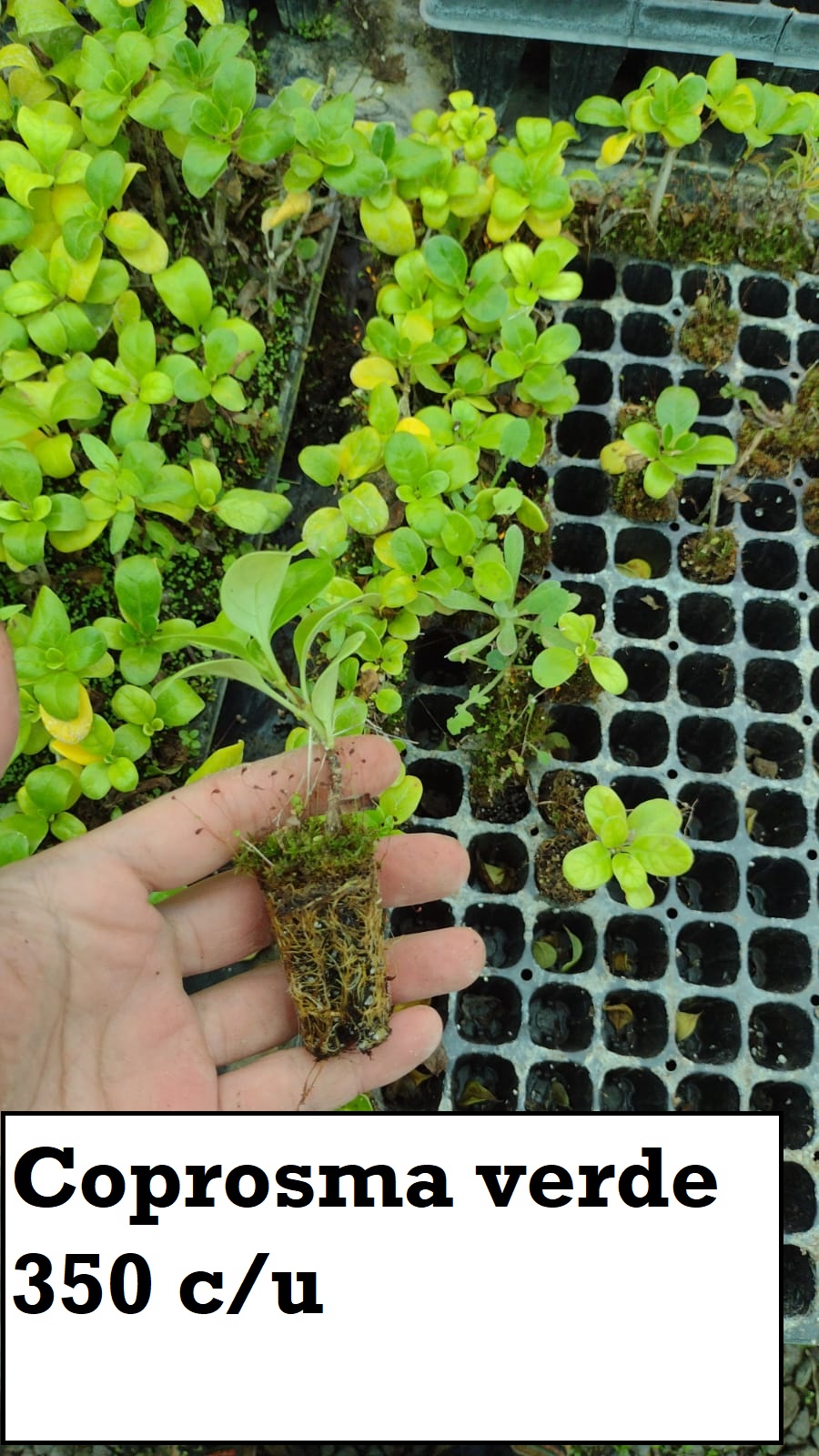 Coprosma Verde