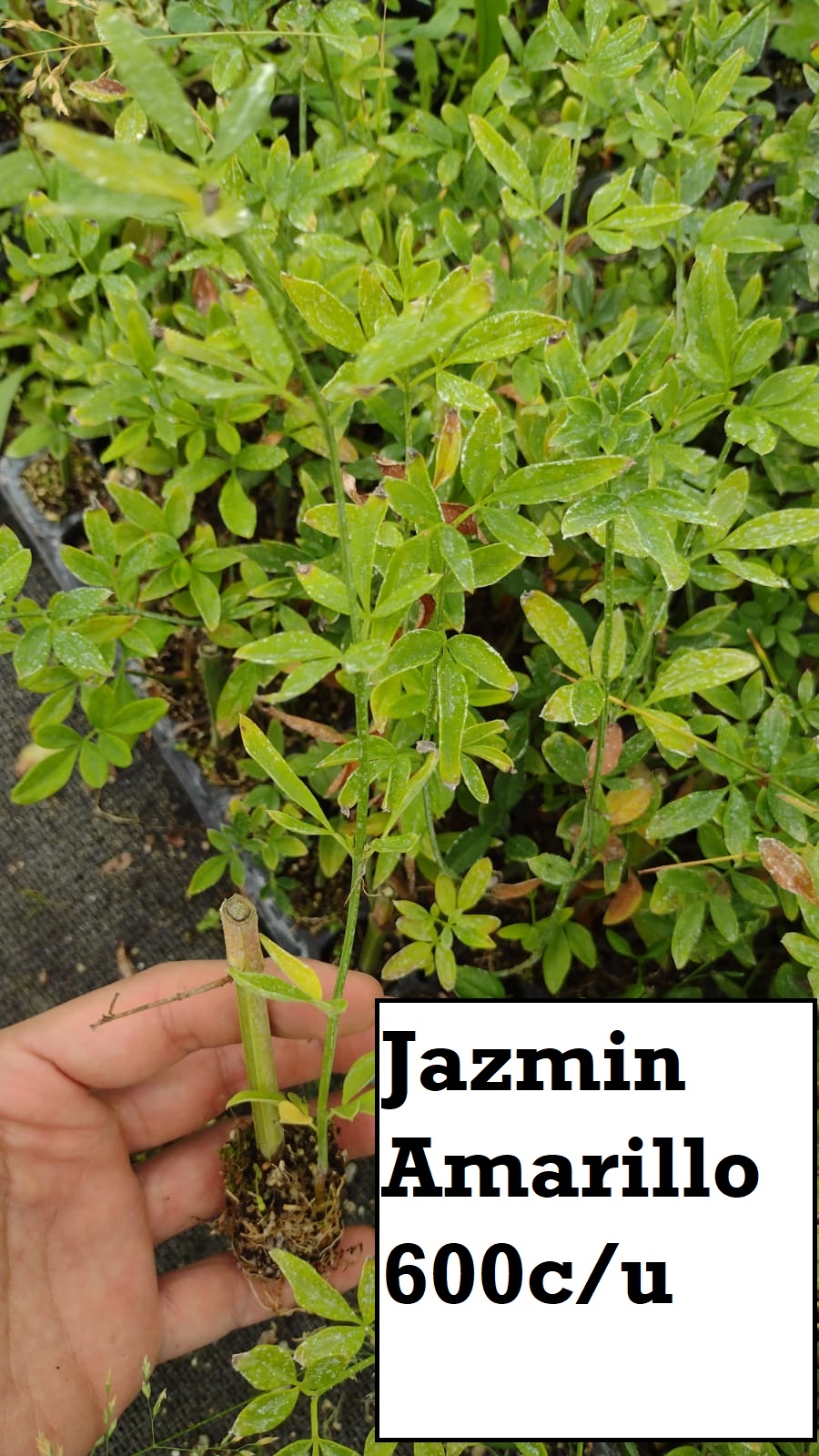 Jazmin amarillo
