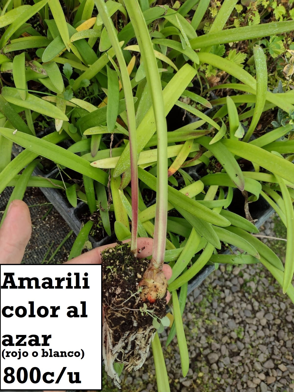 Amarili rojo o blanco